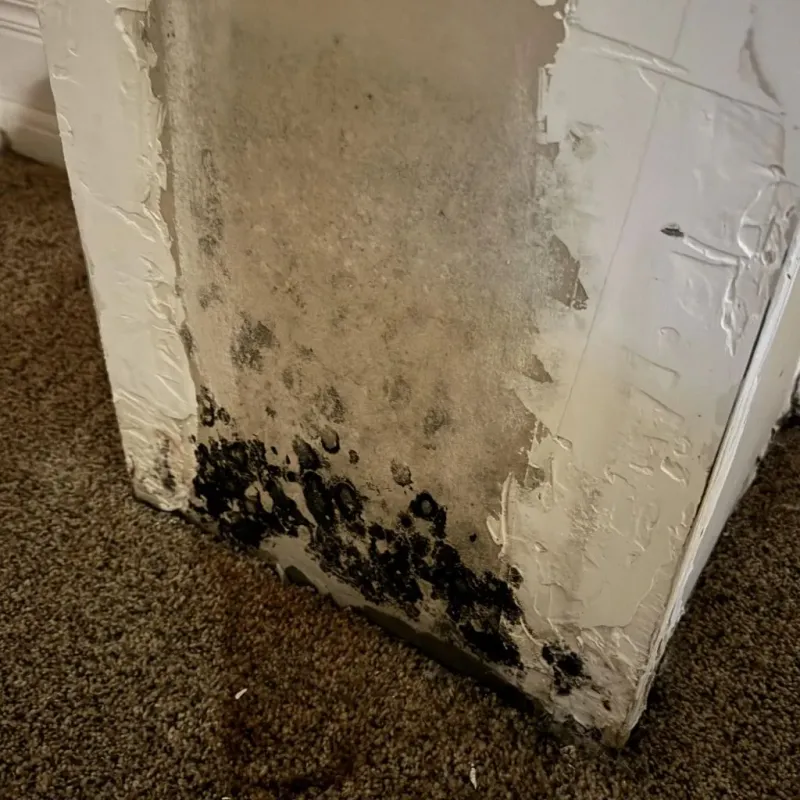 Professional Mold Removal in Mountain City, TN